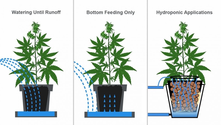 One factor that influences the watering frequency is the type of pot the plant is in.