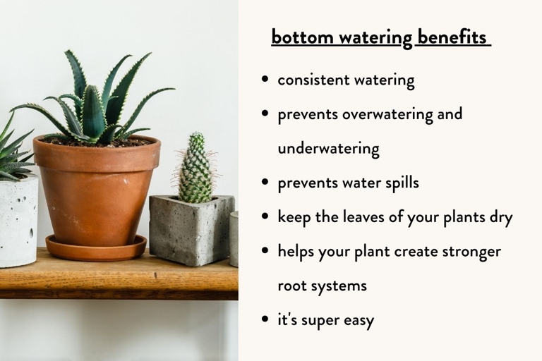 One improper watering practice is watering the plant from above, which can cause water to collect on the leaves and lead to fungal growth.