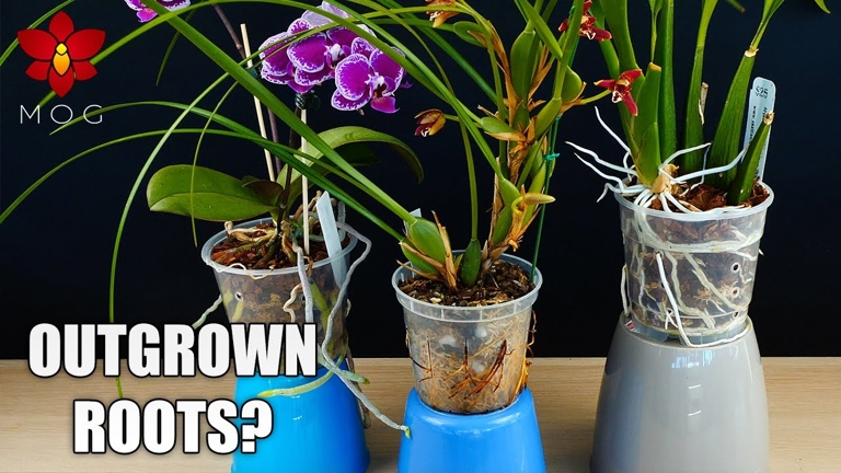 One issue that could arise from soilless orchid planting is that the plant could become root-bound more quickly.
