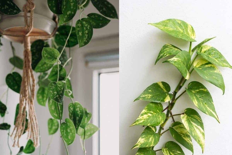 One key difference between Scindapsus and Pothos is their flowering season - Scindapsus flowers in the spring, while Pothos flowers in the summer.
