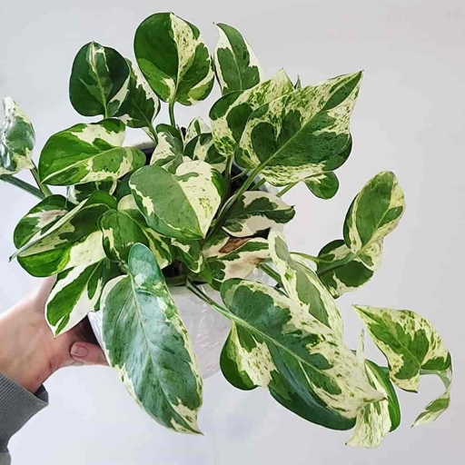 One key difference between the Pearl and Jade Pothos and the Marble Queen is leaf size; the former has larger leaves.