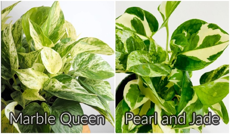 One key difference between the Pearl and Jade Pothos and the Marble Queen is that the former has variegated leaves while the latter does not.