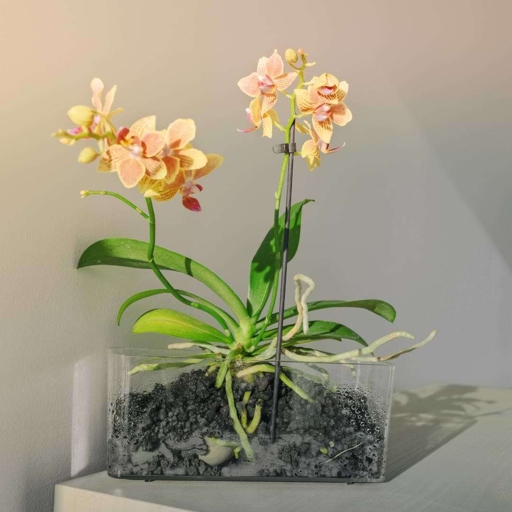 One method for keeping an orchid without soil is to grow it in an air pot.