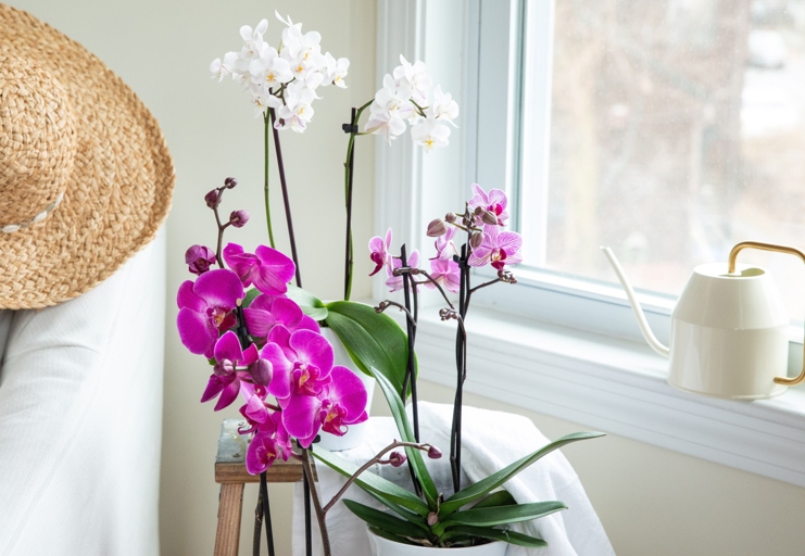 One of the advantages of growing orchids without soil is that they require less water.