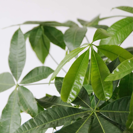 One of the causes of money tree leaves drooping is low humidity.
