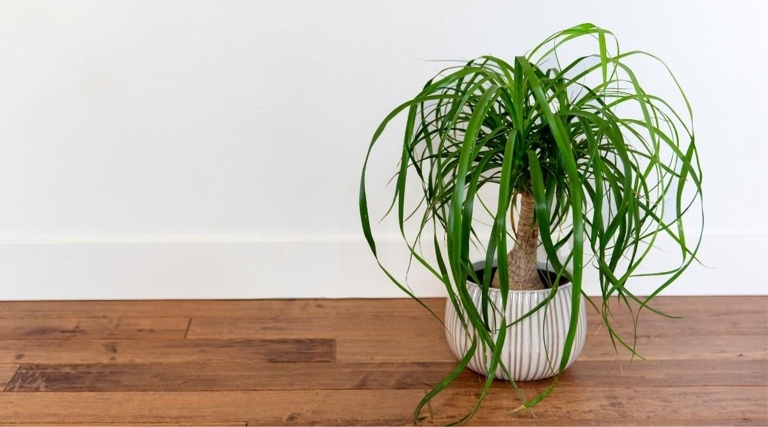One of the causes of ponytail palm trunk softening is dehydration.
