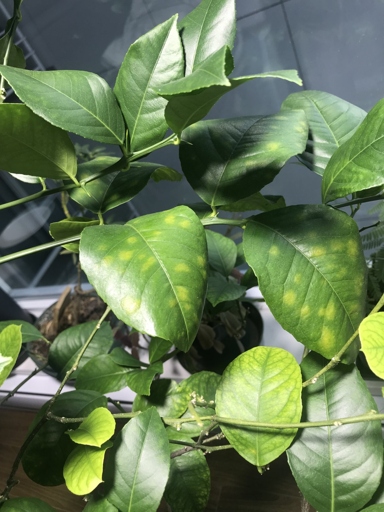 One of the causes of yellow spots on lemon tree leaves is improper watering.