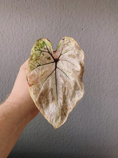 One of the main causes of caladium leaves turning yellow is low humidity.