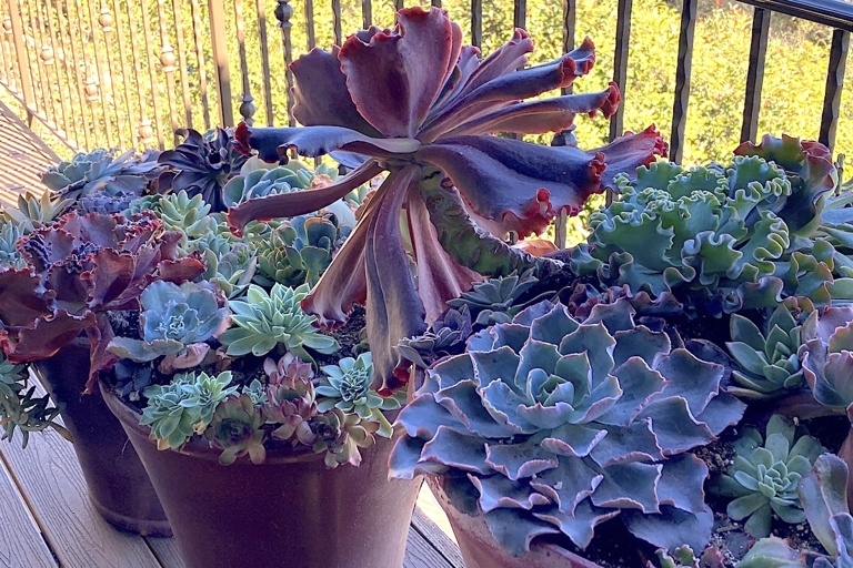 One of the main causes of leggy echeveria is pot size.