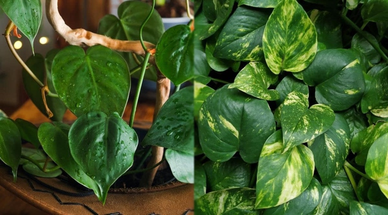 One of the main differences between Pothos and Jade is that Pothos is a vining plant while Jade is a bushier plant.