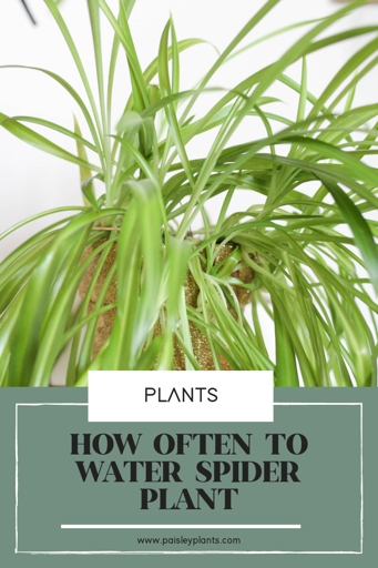 One of the main factors that will impact how often you need to water your spider plant is the size of the pot that it is in.