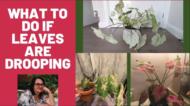 One of the main reasons for caladiums drooping is over-watering which suffocates the root system.