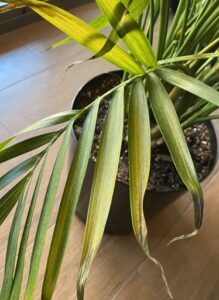 One of the main reasons for yellow leaves on a cat palm is improper watering.