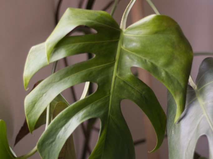 One of the most common causes of a Monstera drooping after repotting is simply because the plant is not getting enough water.