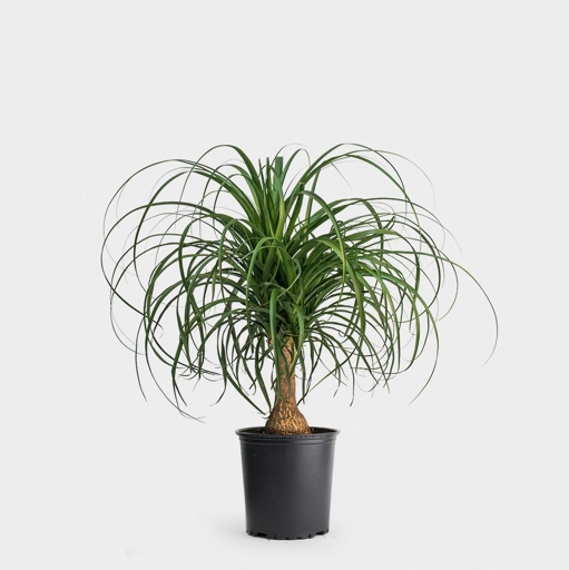 One of the most common causes of a soft trunk on a ponytail palm is overwatering.