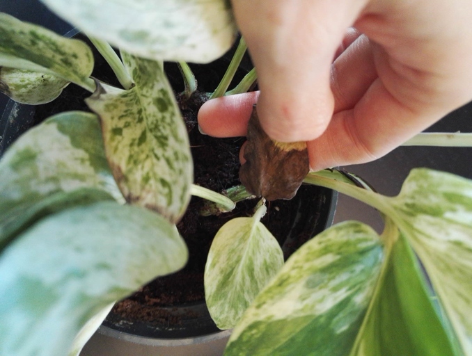 One of the most common causes of browning leaves on a pothos plant is bacterial leaf spot.