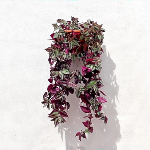 One of the most common causes of leggy wandering jew is inadequate lighting.