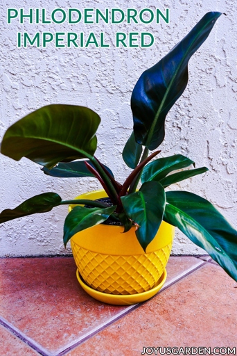 One of the most common causes of philodendron leaves turning red is exposure to too much sunlight.