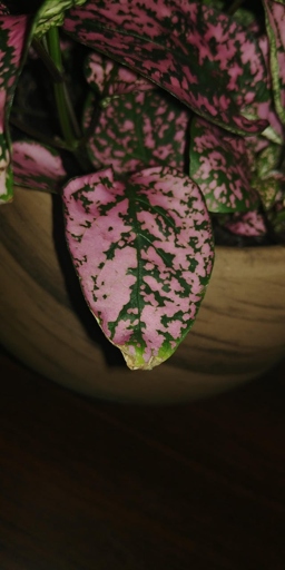 One of the most common causes of polka dot plant crispy leaves is too much direct sunlight.