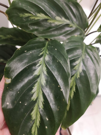 One of the most common causes of white spots on Calathea leaves is thrips.