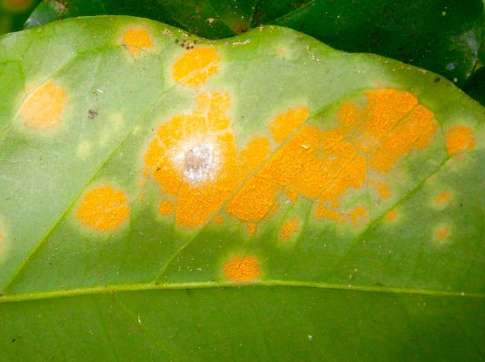 One of the most common diseases of coffee plants is called coffee leaf rust, which is caused by a fungus.