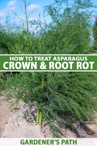 One of the most common diseases that can affect asparagus ferns is root rot, which is caused by overwatering.