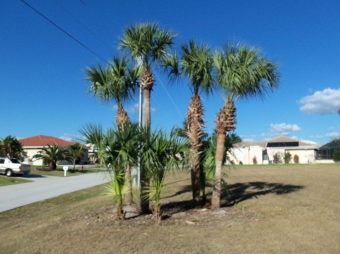 One of the most common mistakes people make when watering a palm tree is overwatering it.