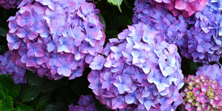 One of the most common mistakes people make when watering their hydrangea is to overwater it.