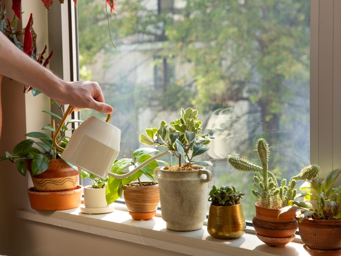 One of the most common mistakes when watering a plant is watering the leaves and not the roots.
