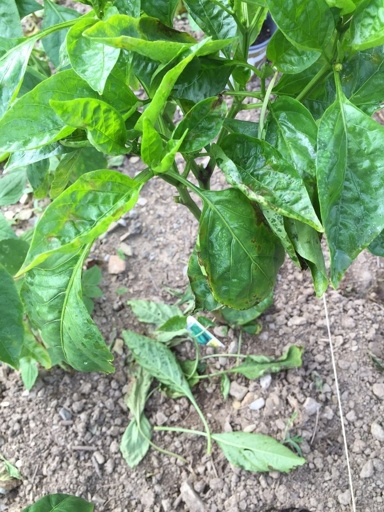 One of the most common pepper plant leaf diseases is called bacterial leaf spot, which is caused by a water-borne bacterium.