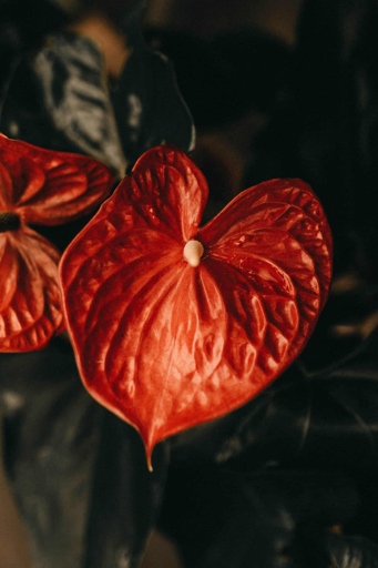 One of the most common problems with anthuriums is poor drainage.