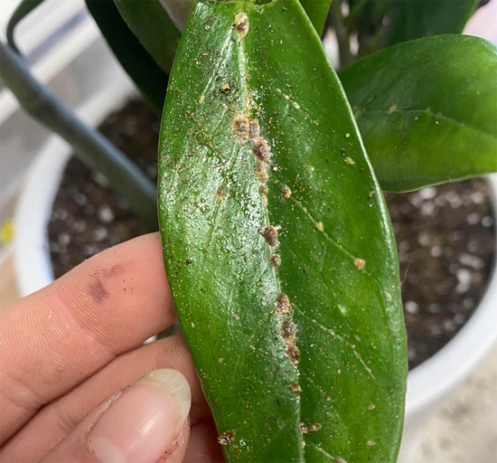 One of the most common problems with Bird of Paradise plants is an infestation of mealybugs, scale, or thrips.