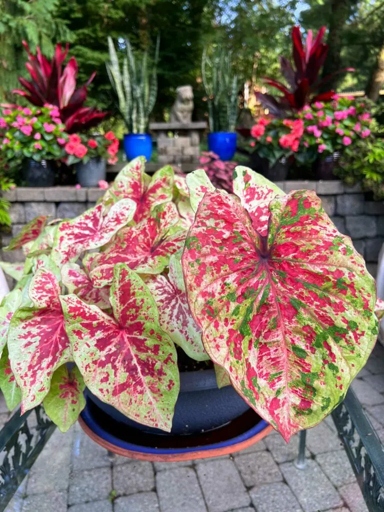 One of the most common problems with caladiums is overwatering.