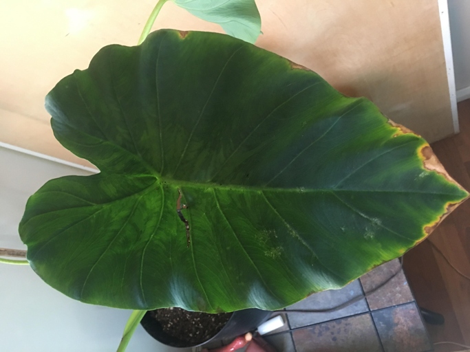 One of the most common problems with elephant ear plants is overwatering.