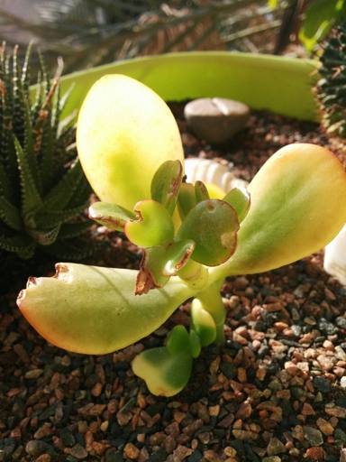 One of the most common problems with jade plants is yellowing of the leaves, which is usually caused by overwatering.