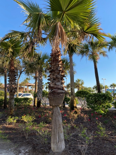 One of the most common problems with palm trees is under-watering.