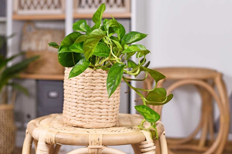 One of the most common problems with pothos is poor ventilation.