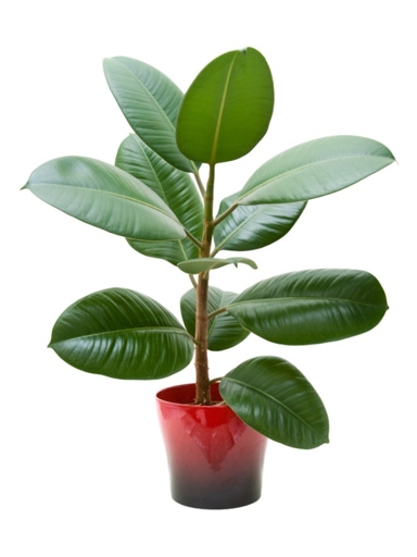 One of the most common problems with rubber plants is that their leaves dry out and fall off.