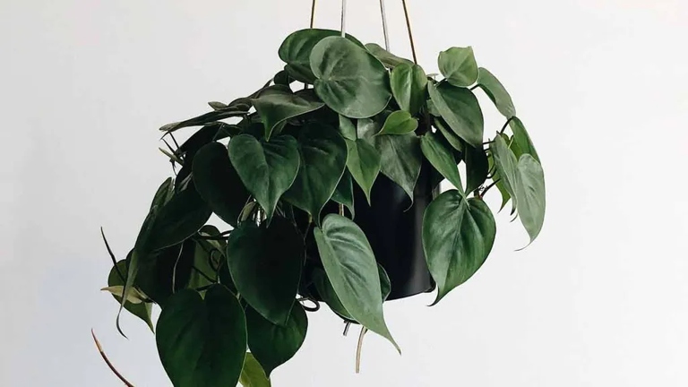 One of the most common reasons for a drooping pothos is overwatering.