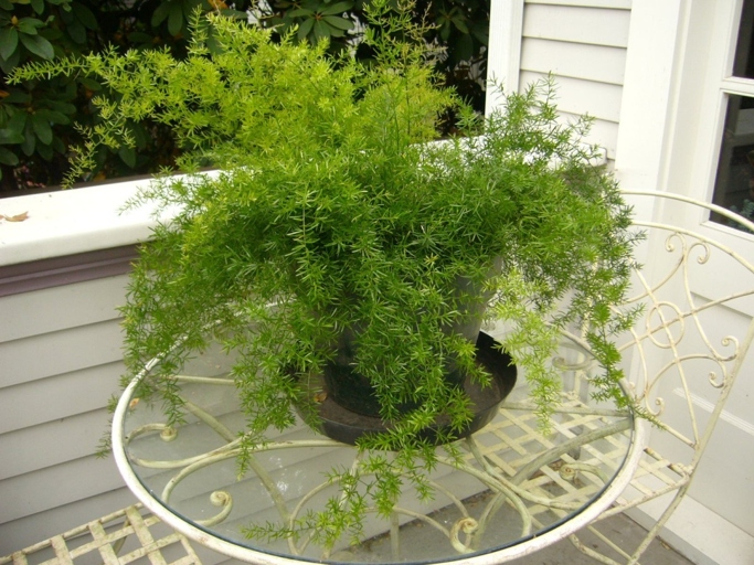 One of the most common reasons for a foxtail fern to turn yellow is due to a lack of moisture.