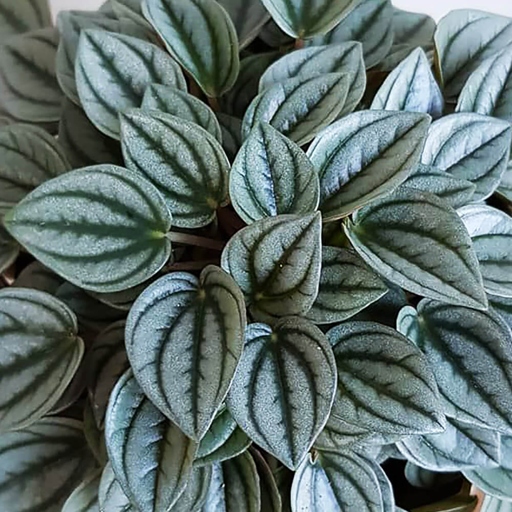 One of the most common reasons for a peperomia plant's death is overwatering.