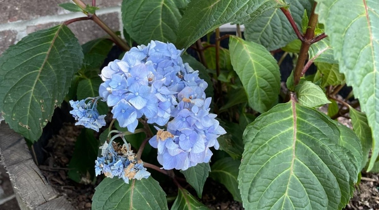 One of the most common reasons for a potted hydrangea to wilt is overwatering.