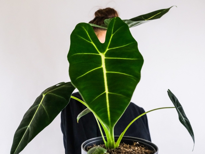 One of the most common reasons for an Alocasia turning brown is too much direct sunlight.