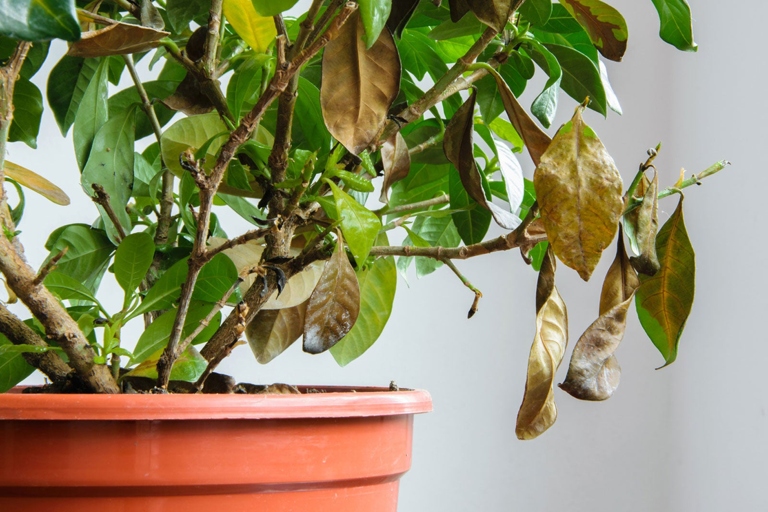 One of the most common reasons for coffee plants dropping leaves is overwatering.