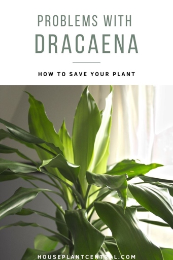 One of the most common reasons for Dracaena leaves curling is due to disease.