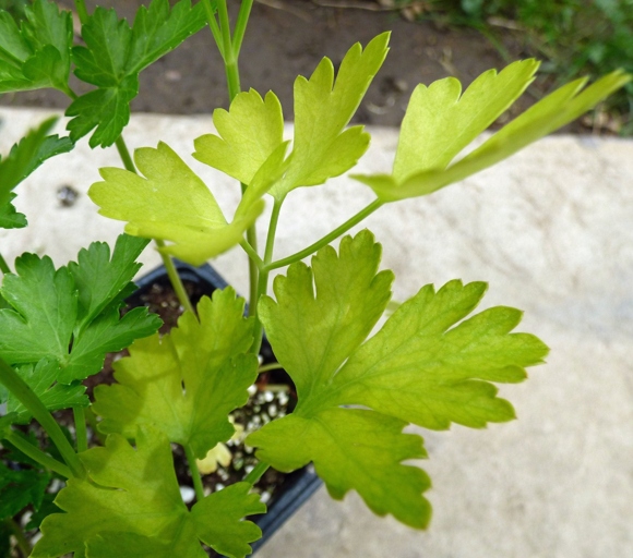 One of the most common reasons for parsley leaves to turn red is underwatering.