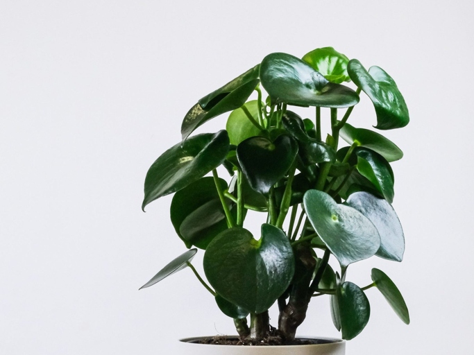 One of the most common reasons for peperomia leaves turning black is incorrect watering.