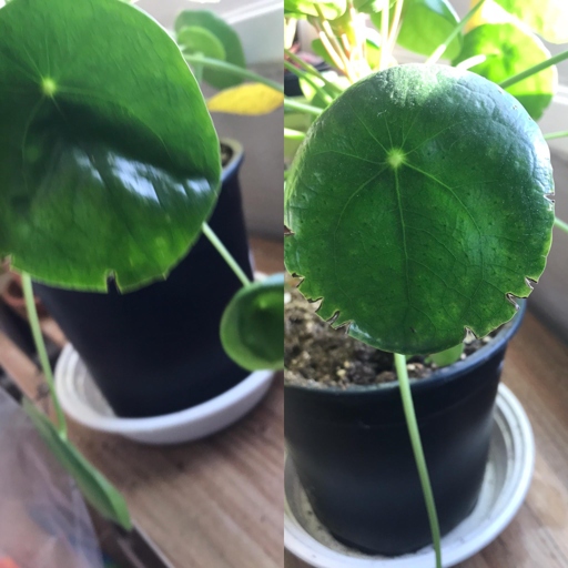 One of the most common reasons for Pilea leaves splitting is irregular light.