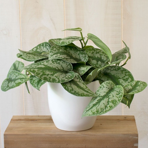 One of the most common reasons for satin pothos (Scindapsus) leaves to curl is that the pot size or potting medium is not ideal for the plant.