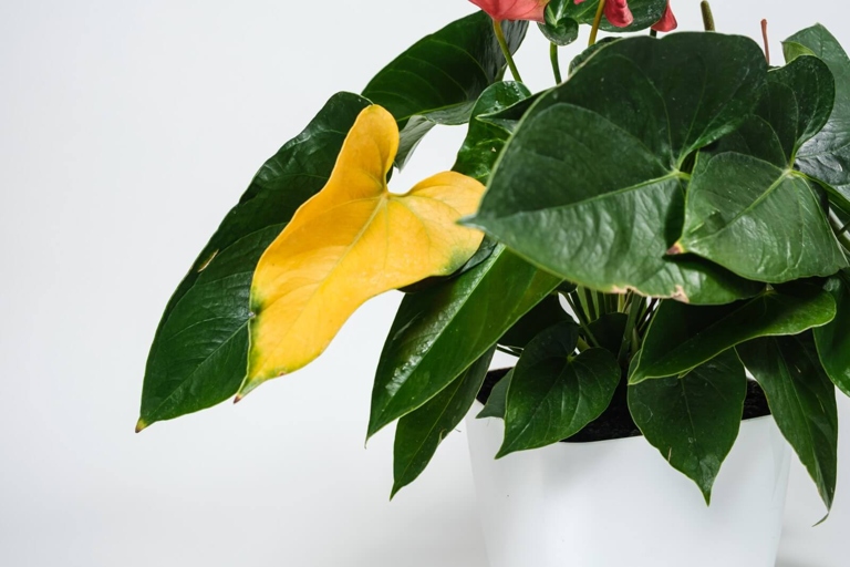 One of the most common signs of anthurium root rot is yellowing foliage.